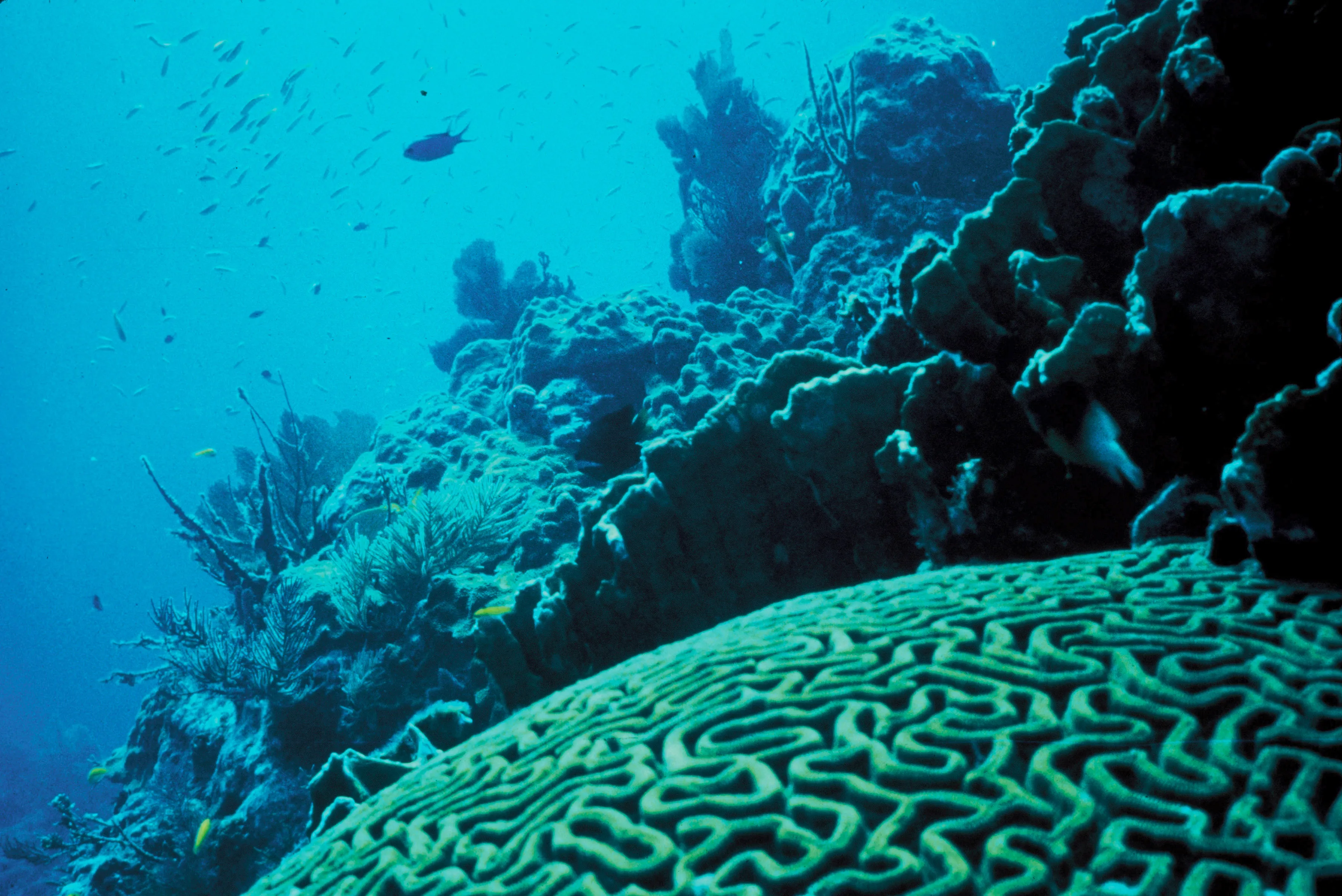 2 Dives Scuba Diving Packages in Havelock Island — scuba diving in Havelock Island, Andaman