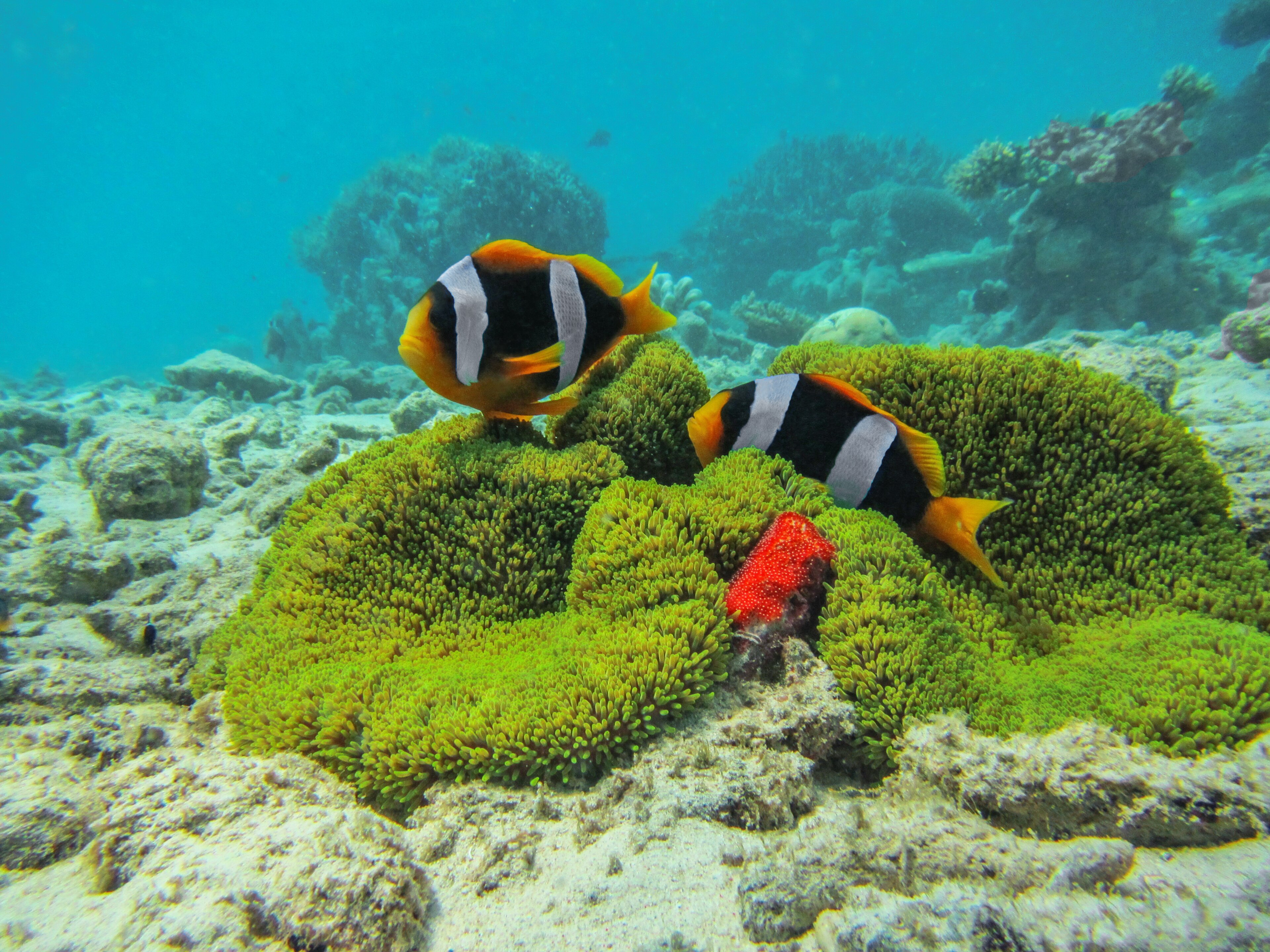 4 Dives Scuba Diving Packages in Havelock Island — scuba diving in Havelock Island, Andaman