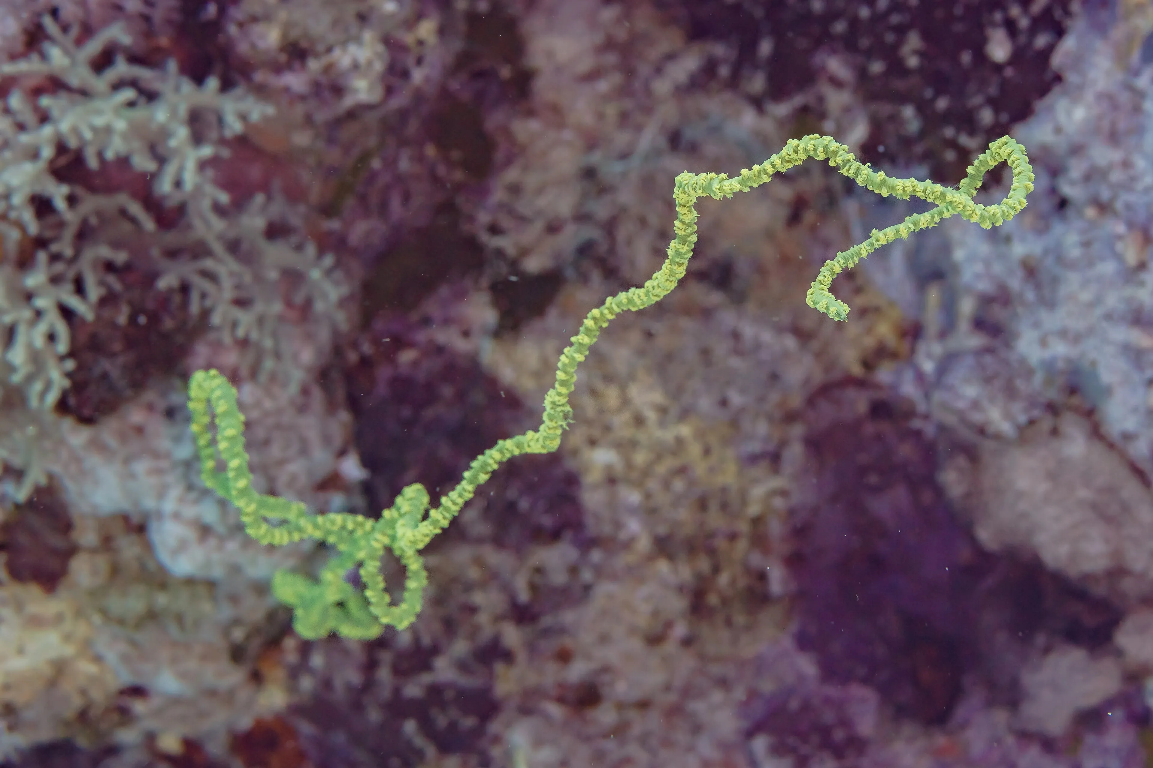 8 Dives Scuba Diving Packages in Havelock Island (Fun Dive) — scuba diving in Havelock Island, Andaman