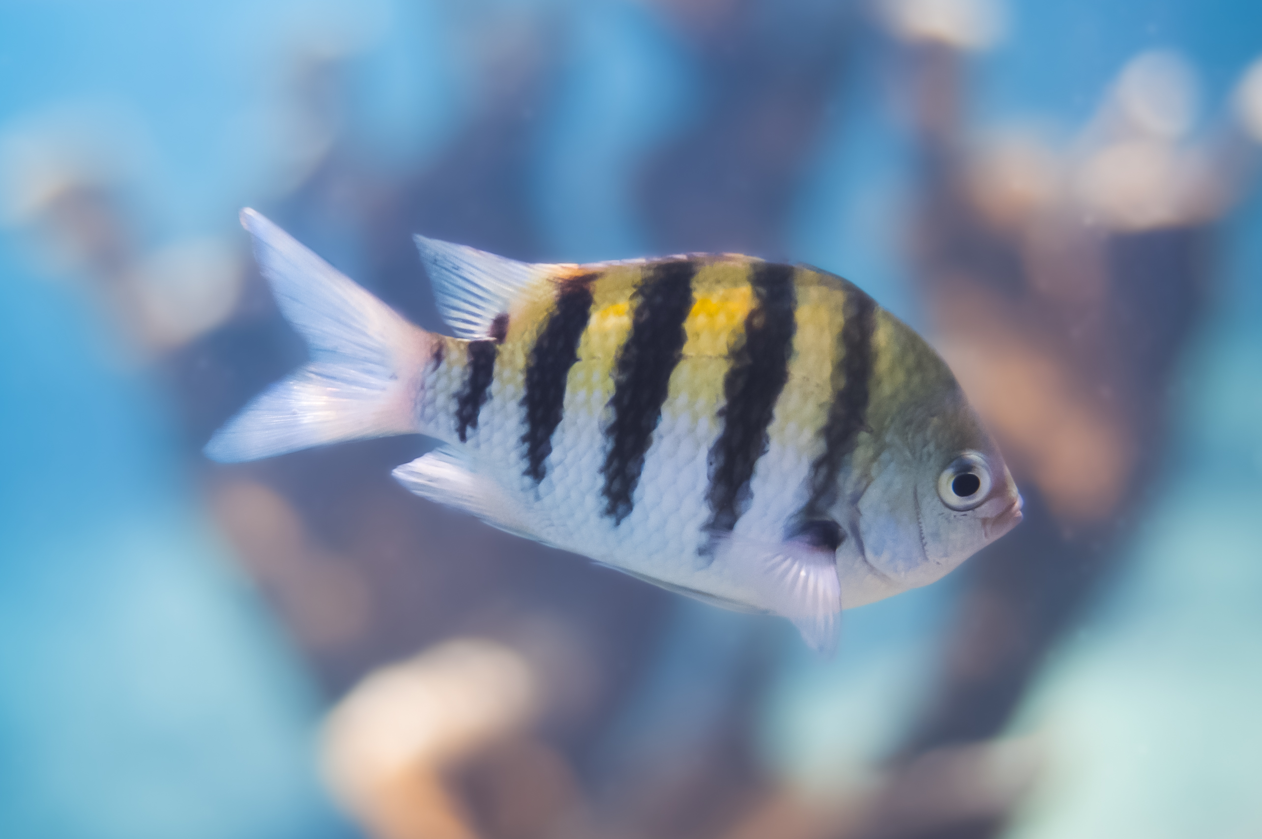 8 Dives Scuba Diving Packages in Neil Island (Fun Dive) — scuba diving in Neil Island, Andaman