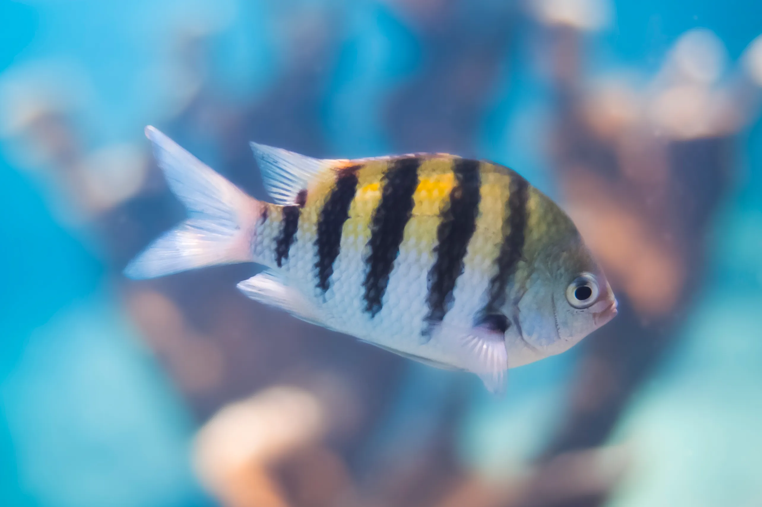 8 Dives Scuba Diving Packages in Neil Island (Fun Dive) — scuba diving in Neil Island, Andaman
