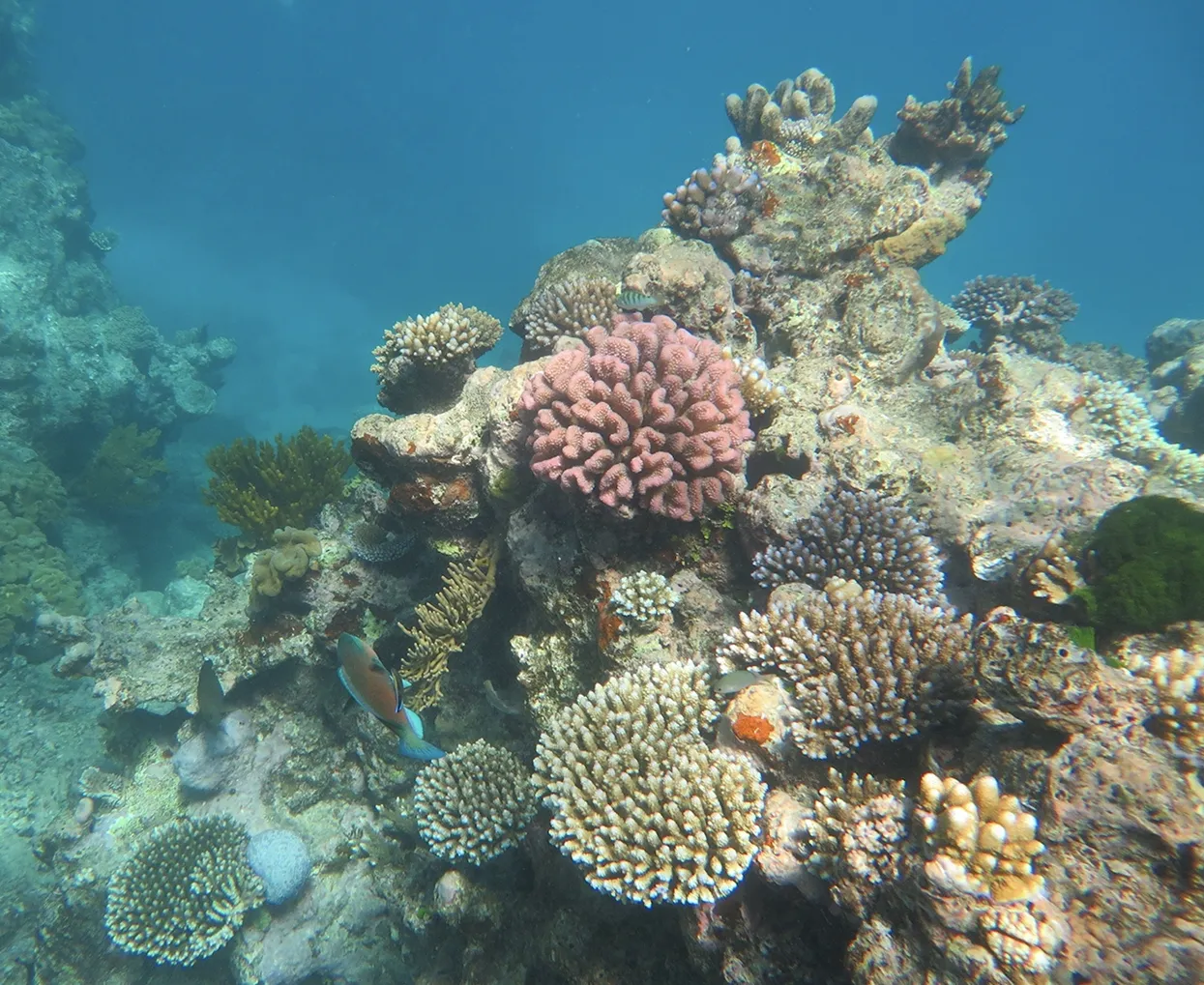 Barren Island — scuba diving reefs and marine life, Andaman