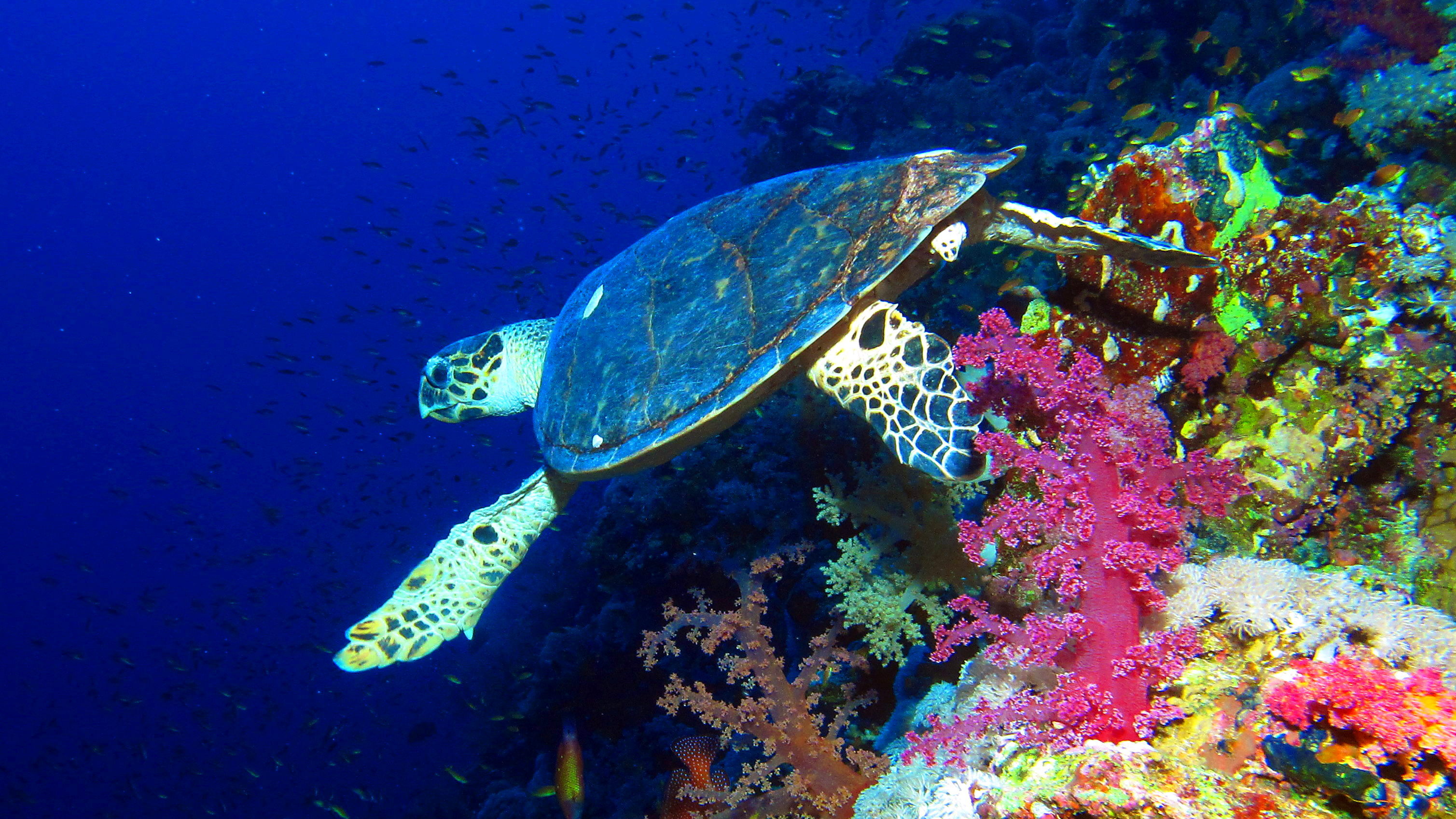 Boat Dive (DSD - Discover Scuba Dive, PADI Program) — scuba diving in Port Blair, Andaman