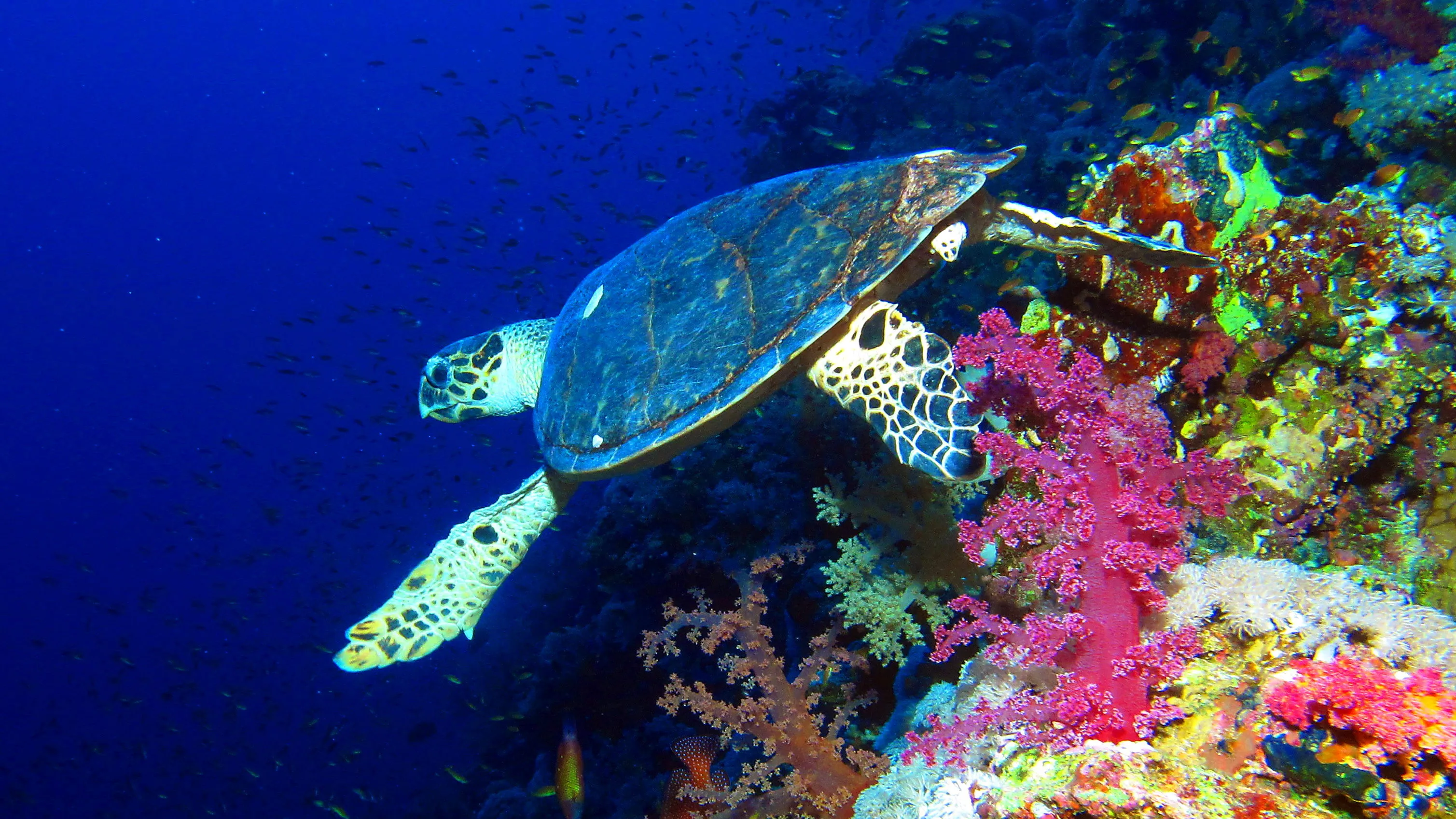Boat Dive (DSD - Discover Scuba Dive, PADI Program) — scuba diving in Port Blair, Andaman