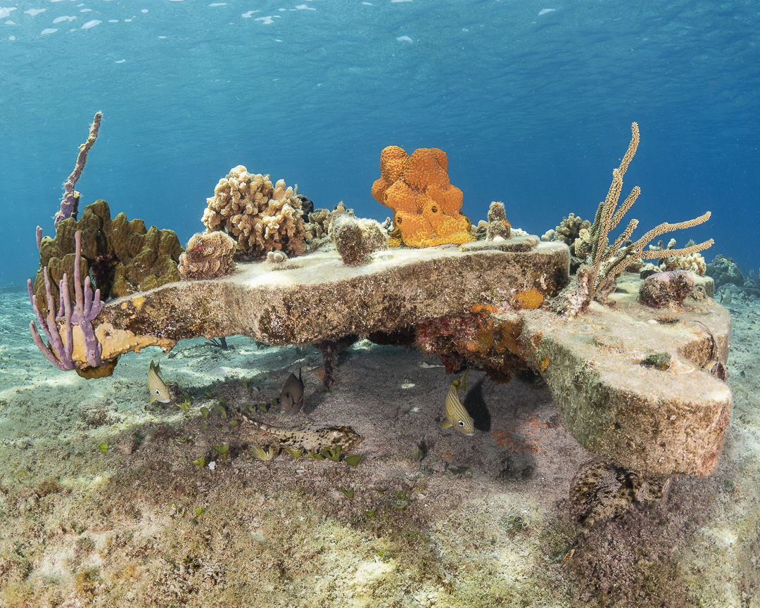 Charter Boat Trip To Turtle Beach For Snorkelling And Picnic — scuba diving in Havelock Island, Andaman