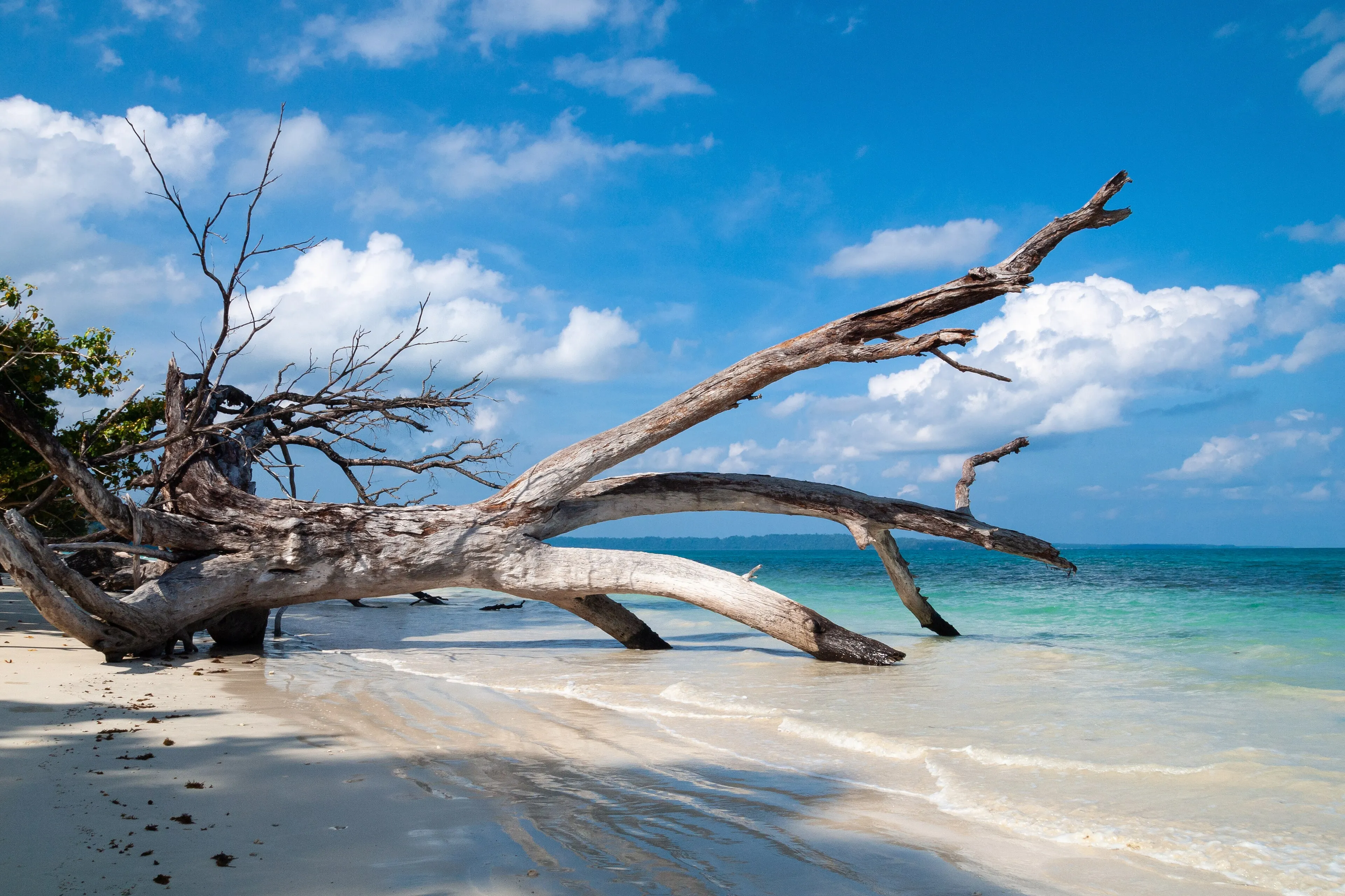 Deep sea Snorkelling at Elephant Beach — scuba diving in Havelock Island, Andaman