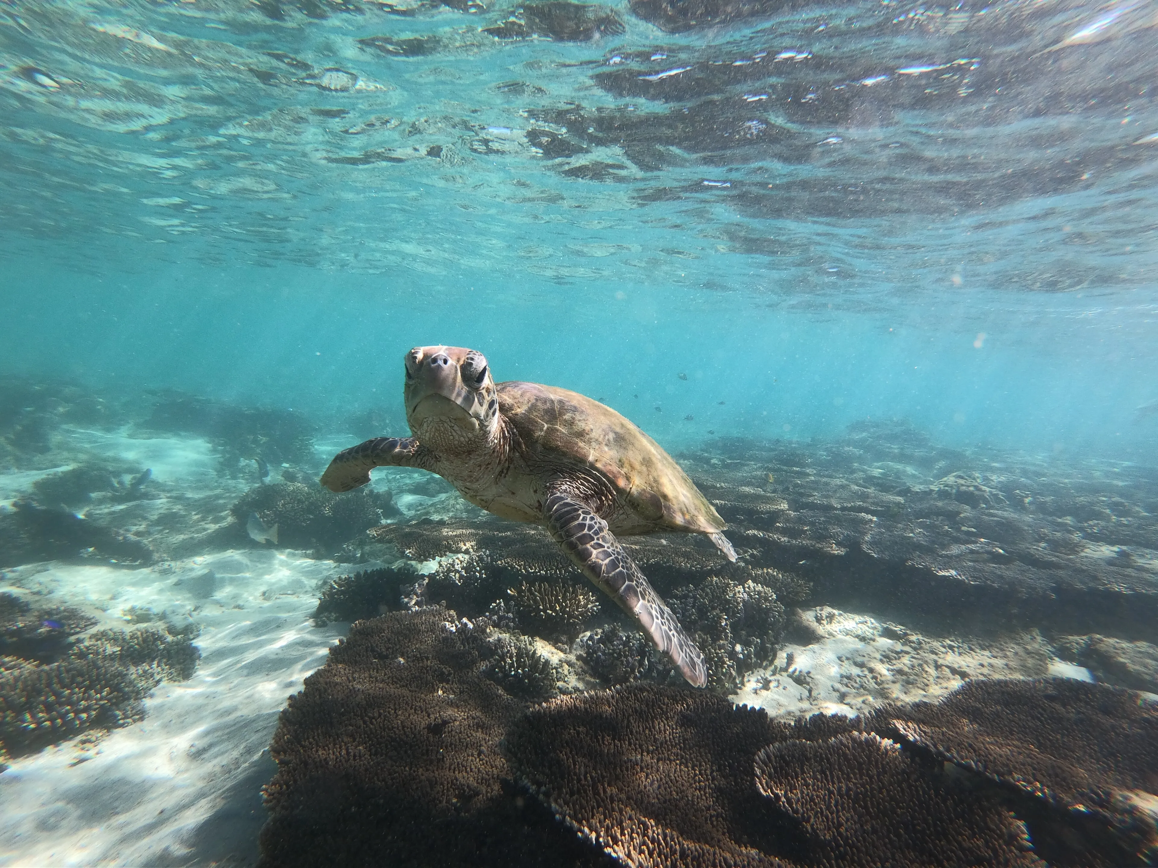 Guided Shore Snorkelling at Nemo Beach — scuba diving in Havelock Island, Andaman