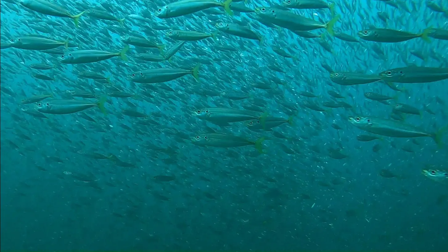 Havelock Island (Swaraj Dweep) — scuba diving reefs and marine life, Andaman