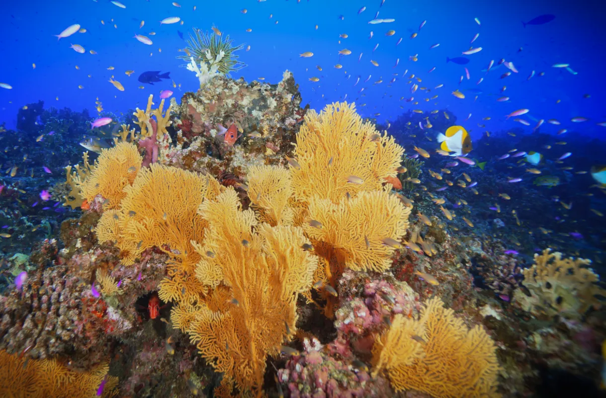 Colourful coral reef teeming with fish in Havelock, Andaman