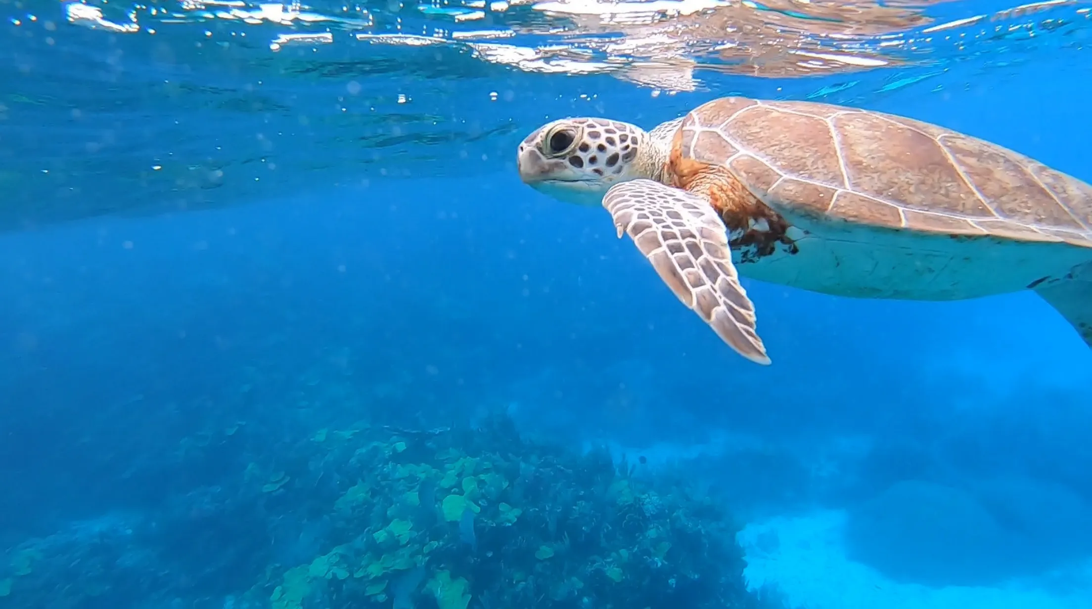 Island Hopping by Private Boat Covering 5 Snorkeling spots — scuba diving in Havelock Island, Andaman