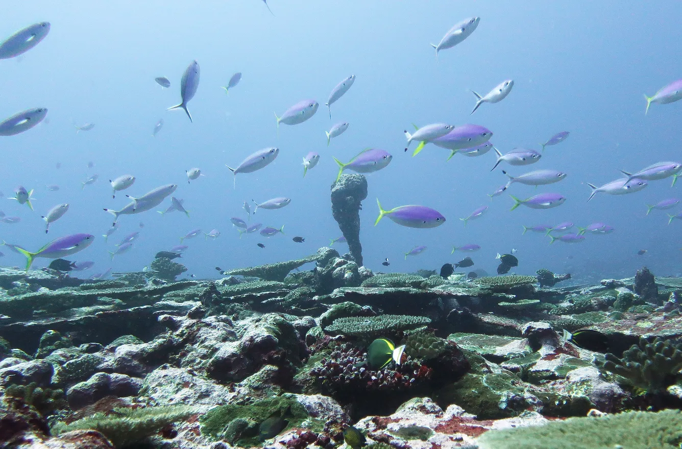 Neil Island (Shaheed Dweep) — scuba diving reefs and marine life, Andaman