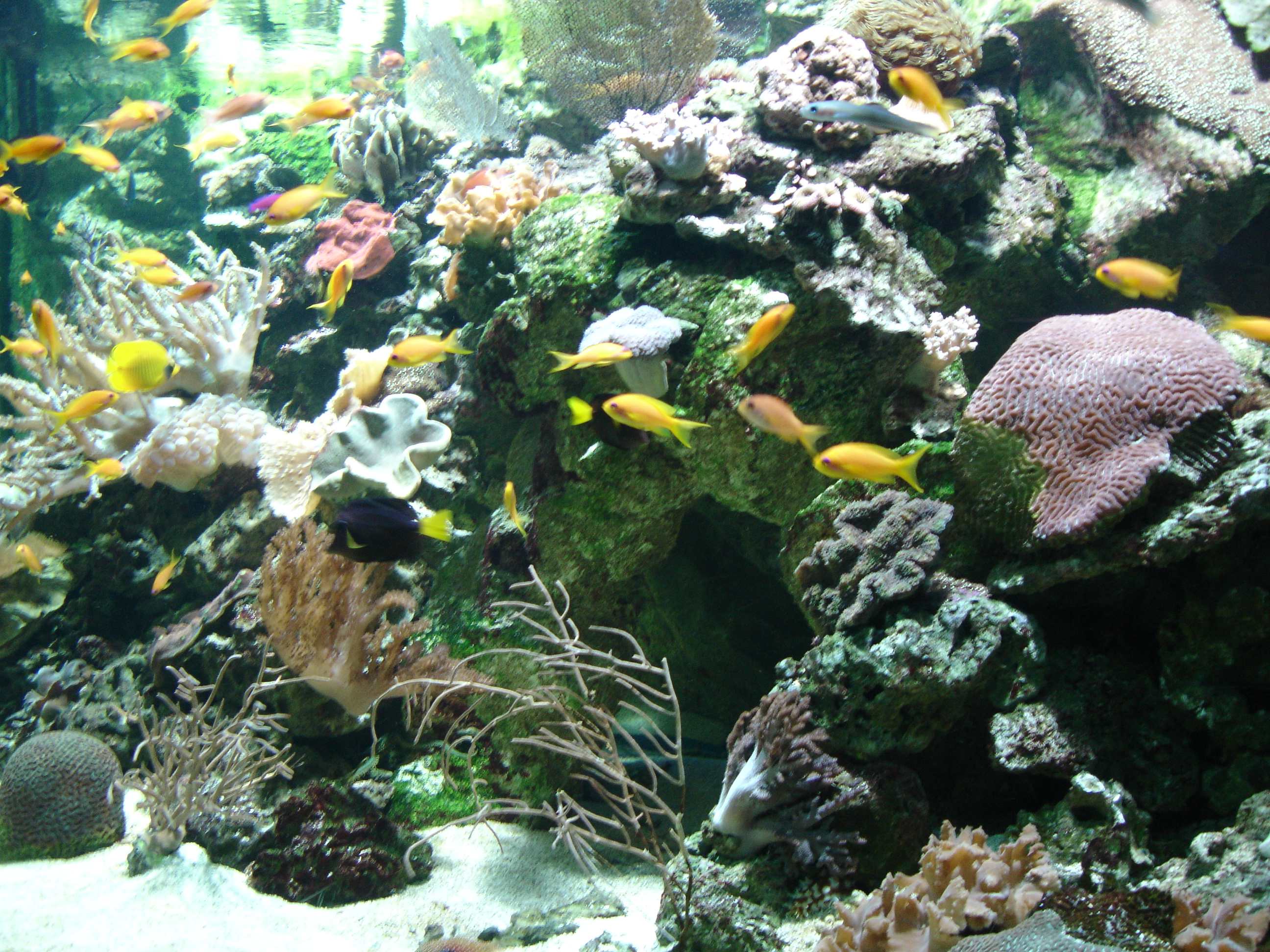 O2 Provider Specialty in Havelock Island — scuba diving in Havelock Island, Andaman