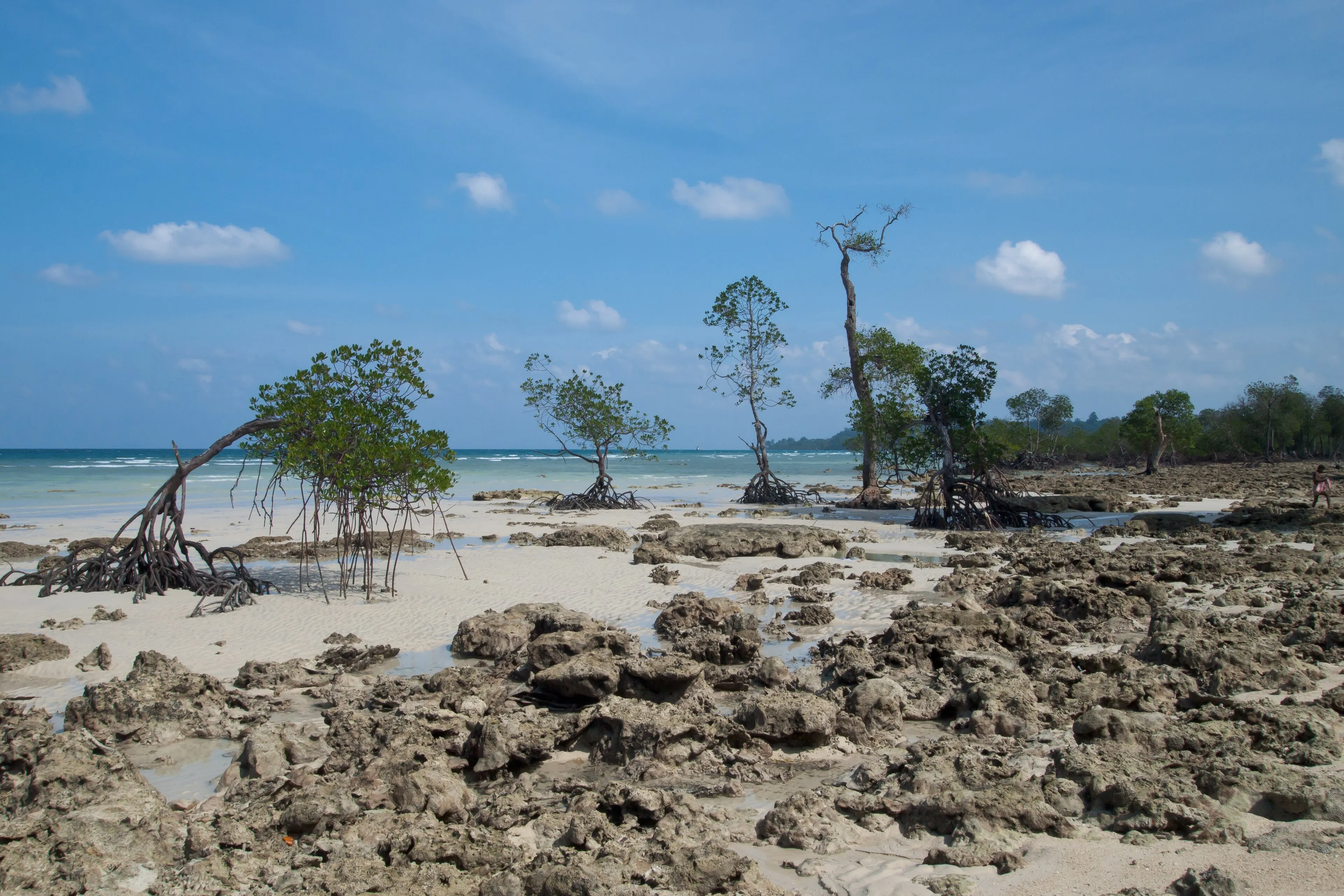 PADI Basic Freediver Course — PADI course in Havelock, Andaman