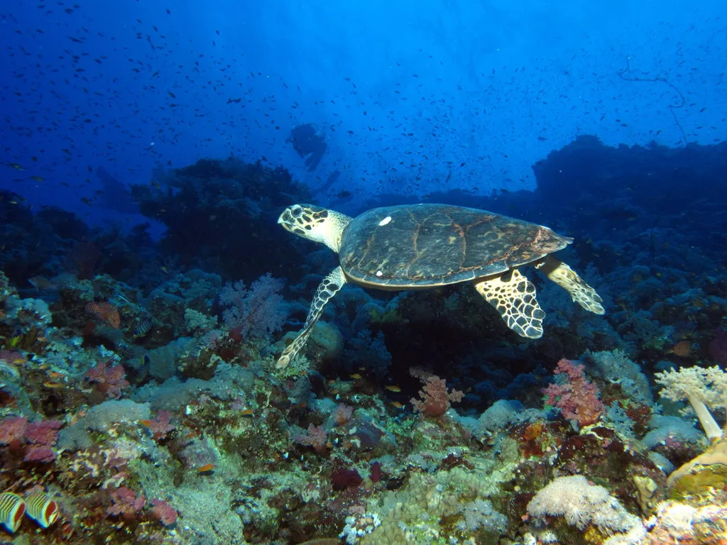 PADI Divemaster Course — PADI course in Havelock, Andaman