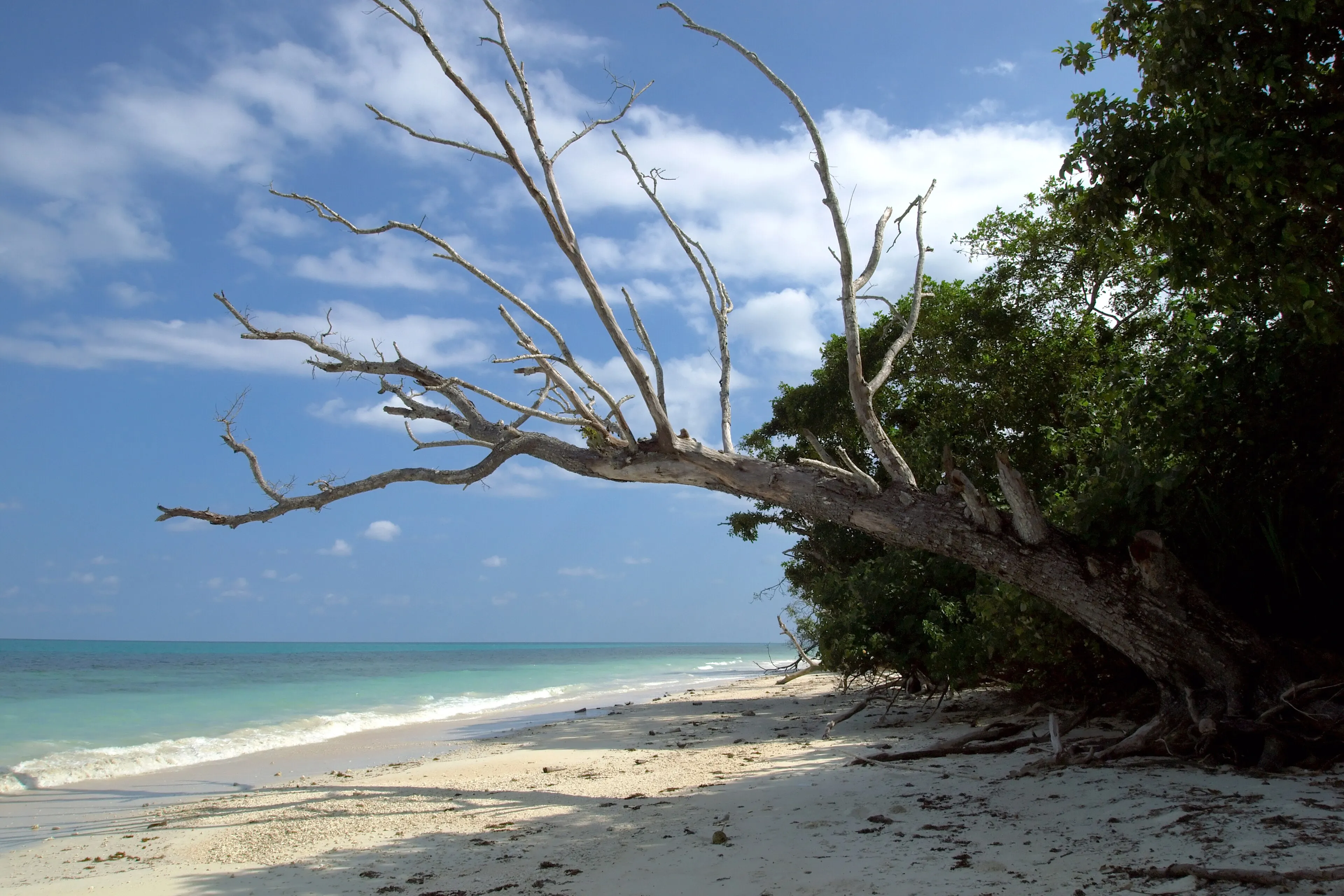 PADI Master Freediver Course — PADI course in Havelock, Andaman