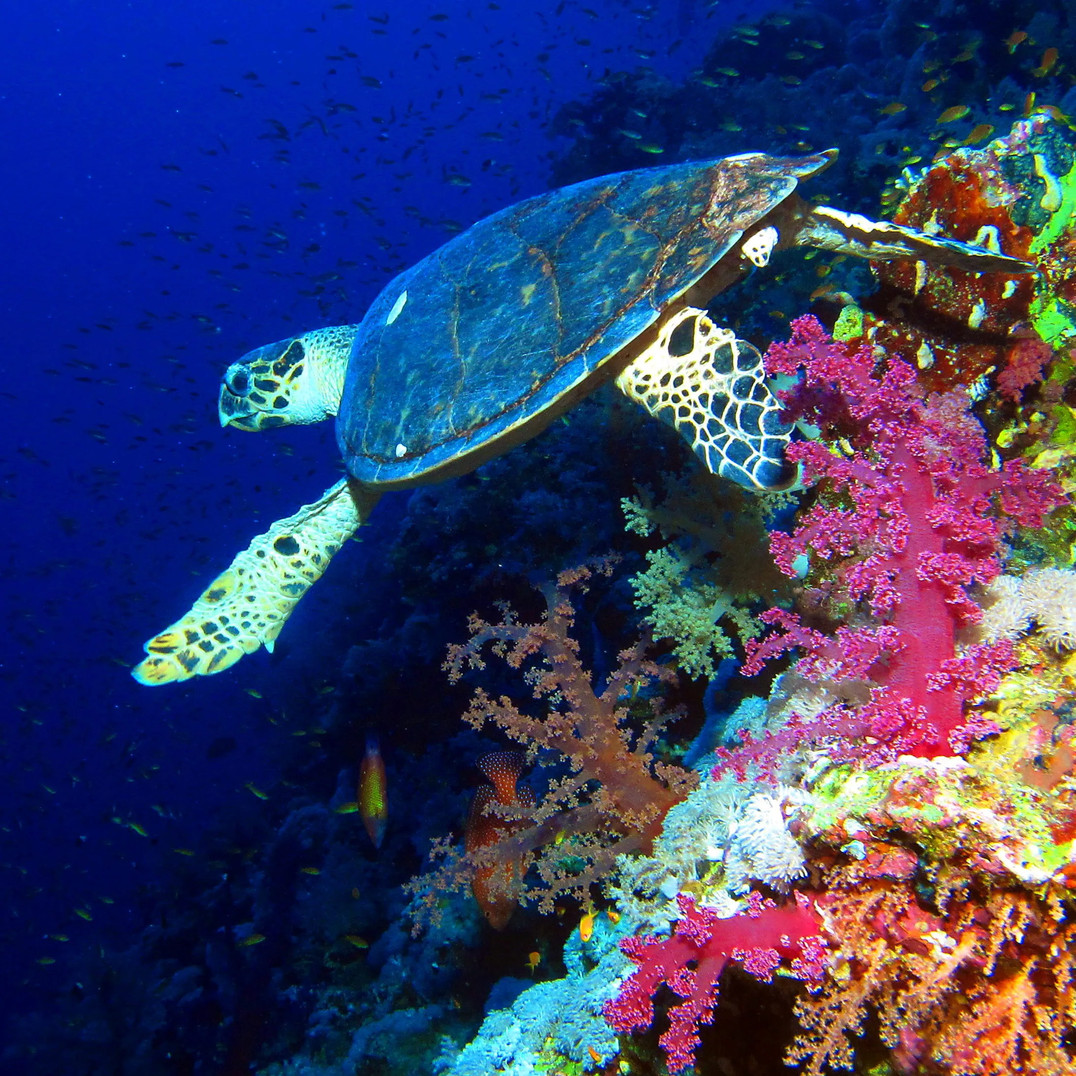 PADI Master Scuba Diver Course — PADI course in Havelock, Andaman