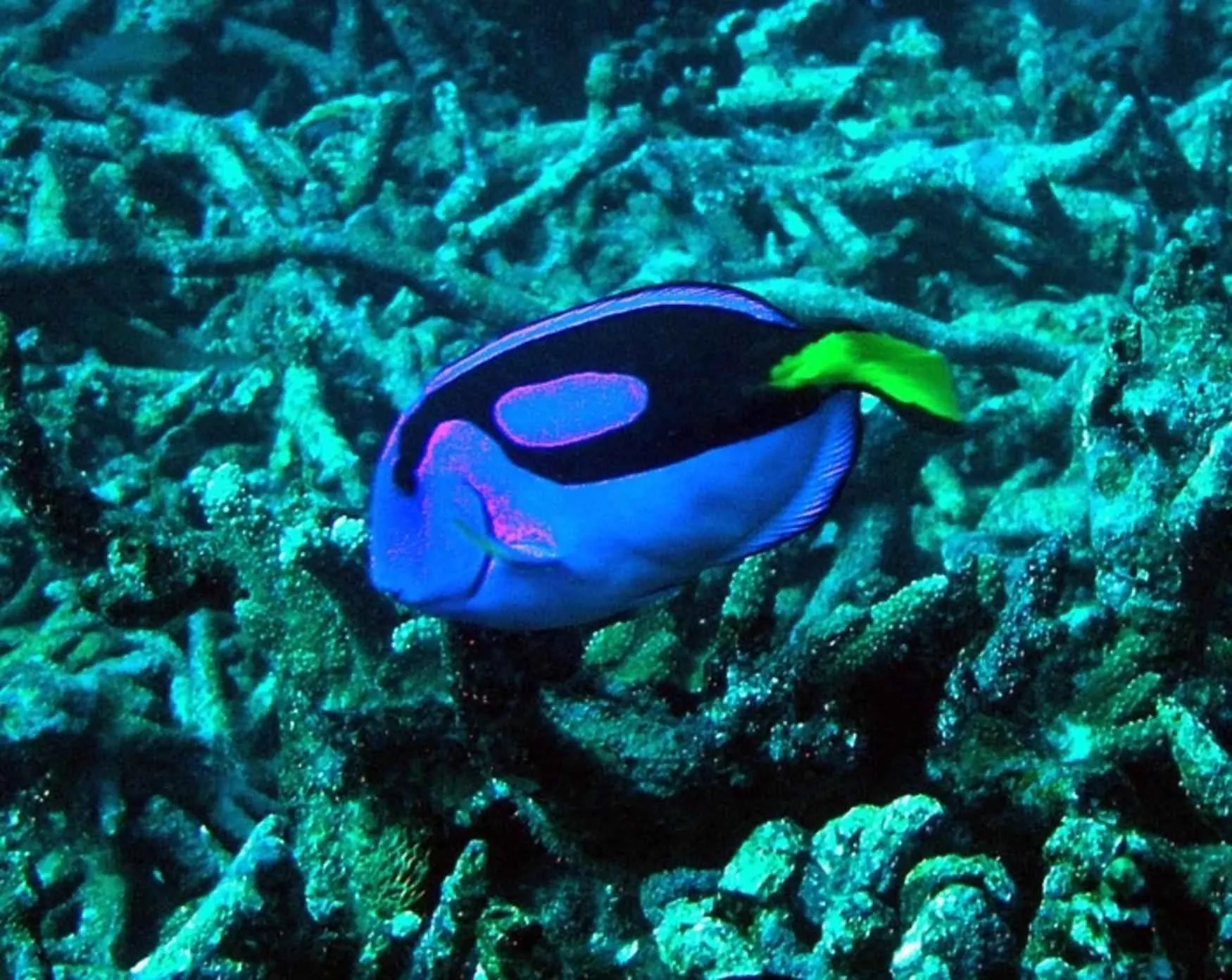 PADI Night Diver Course — PADI course in Havelock, Andaman