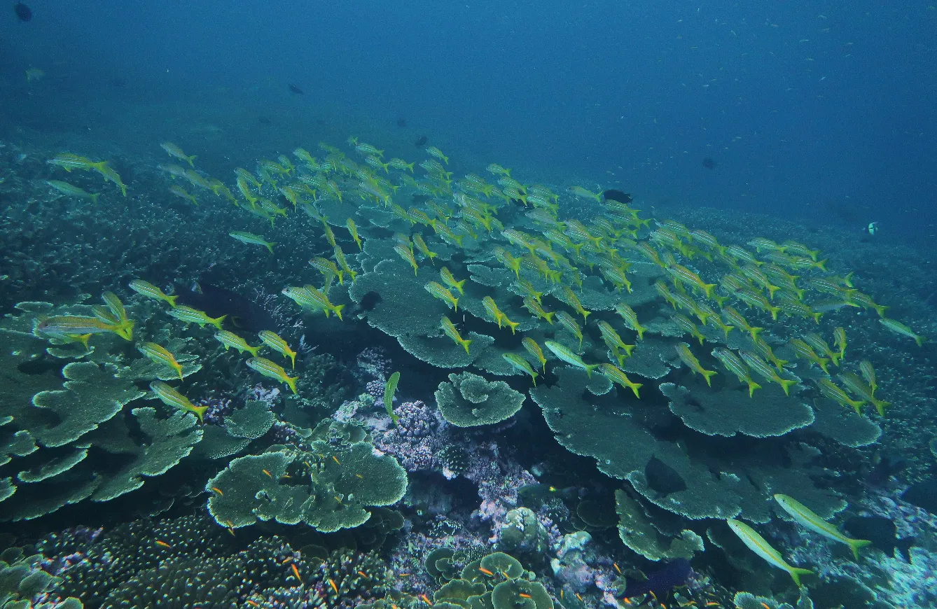 PADI Peak Performance Buoyancy Course — PADI course in Havelock, Andaman