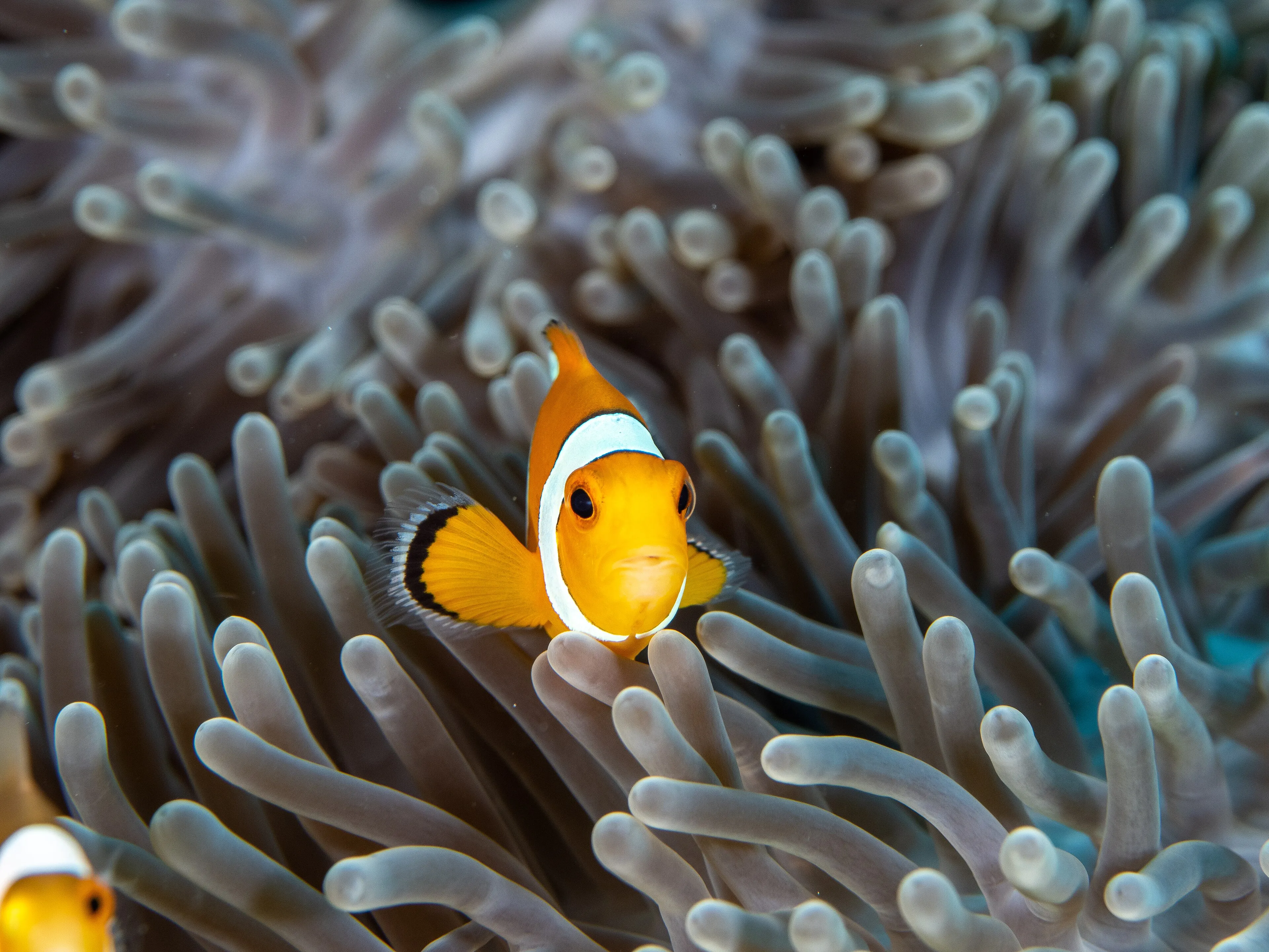 PADI Specialty Instructor Course — PADI course in Havelock, Andaman