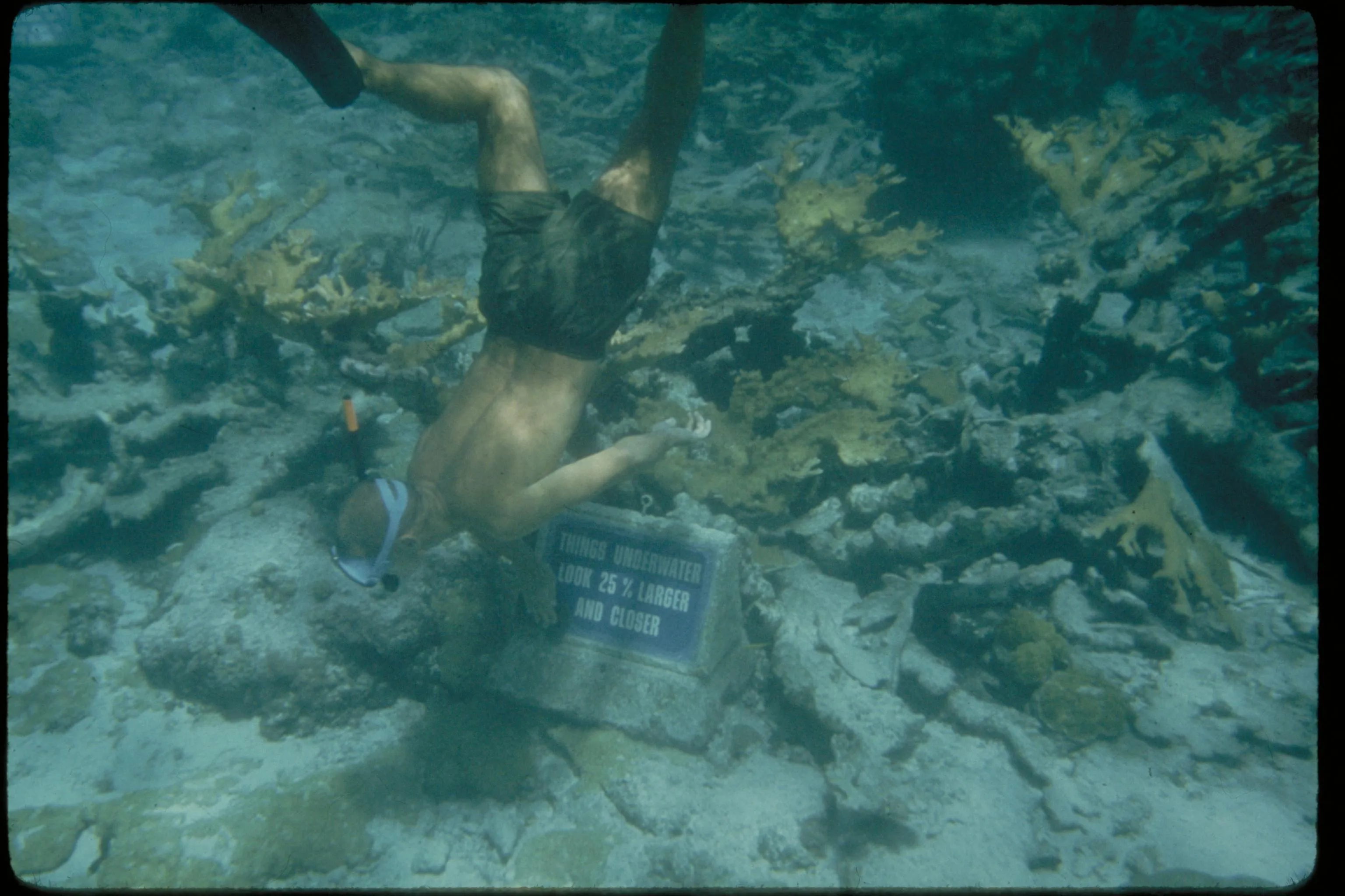 PADI Underwater Naturalist Course — PADI course in Havelock, Andaman