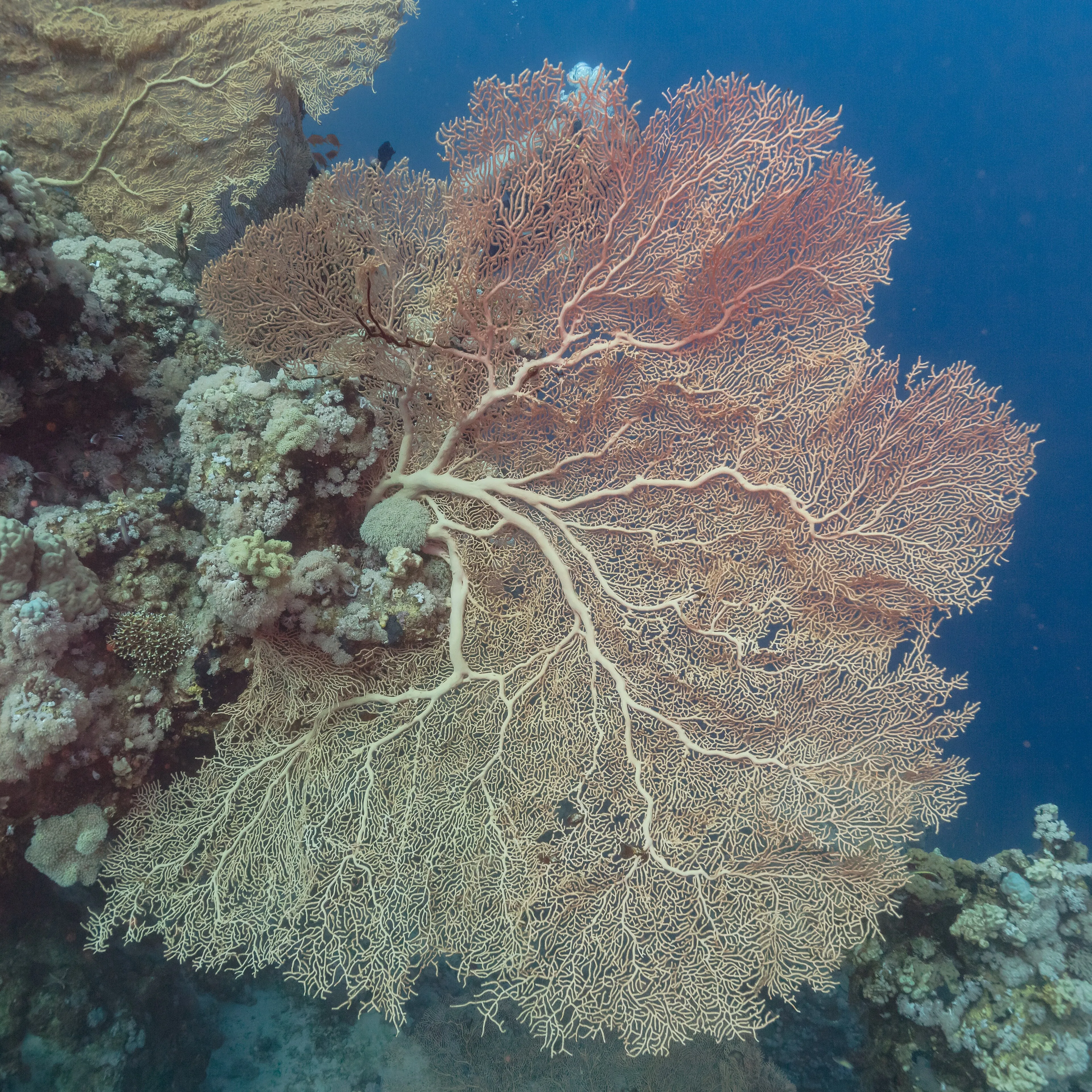 PADI Wreck Diver Course — PADI course in Havelock, Andaman
