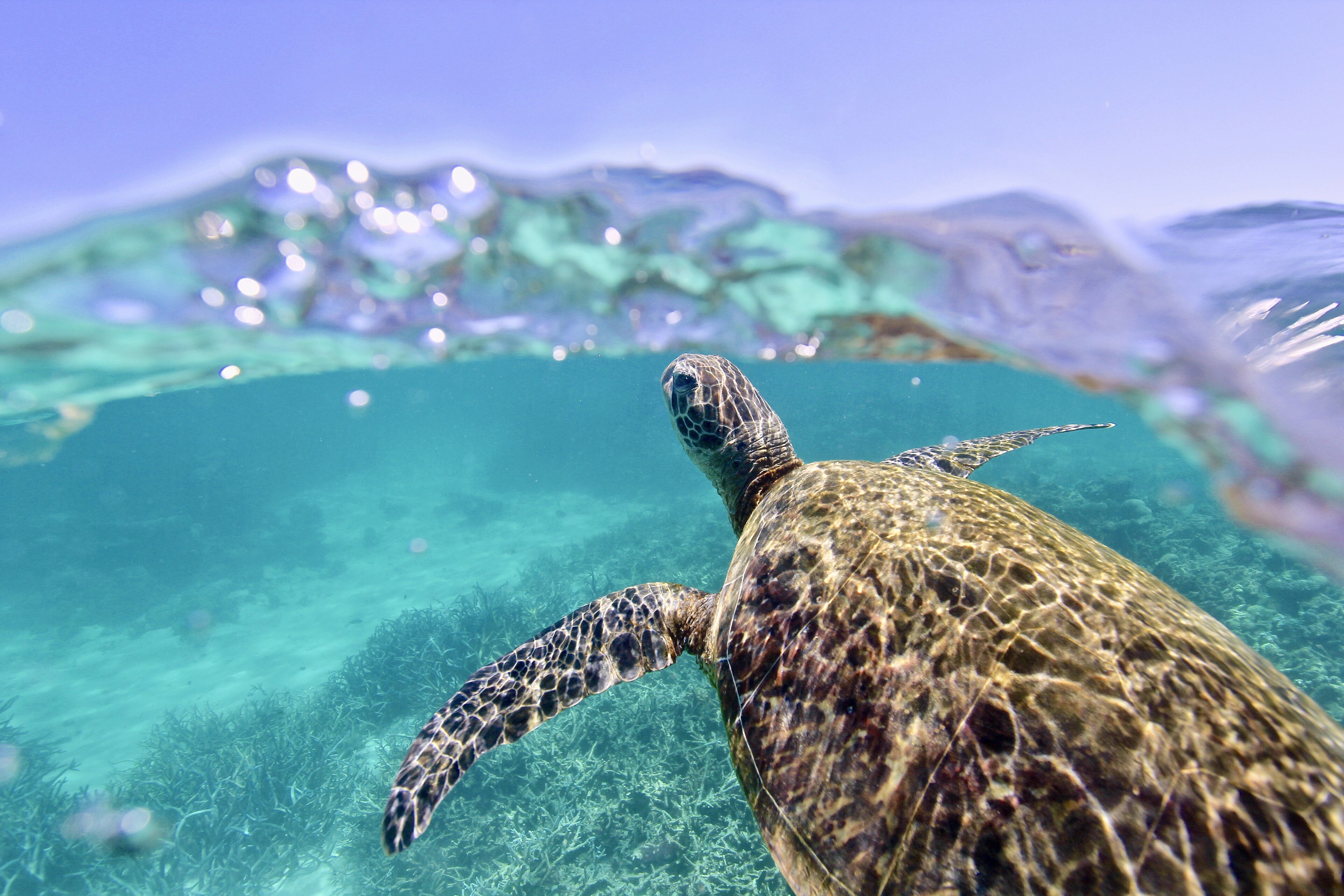 Coral reef and marine life in the waters of Havelock, Andaman