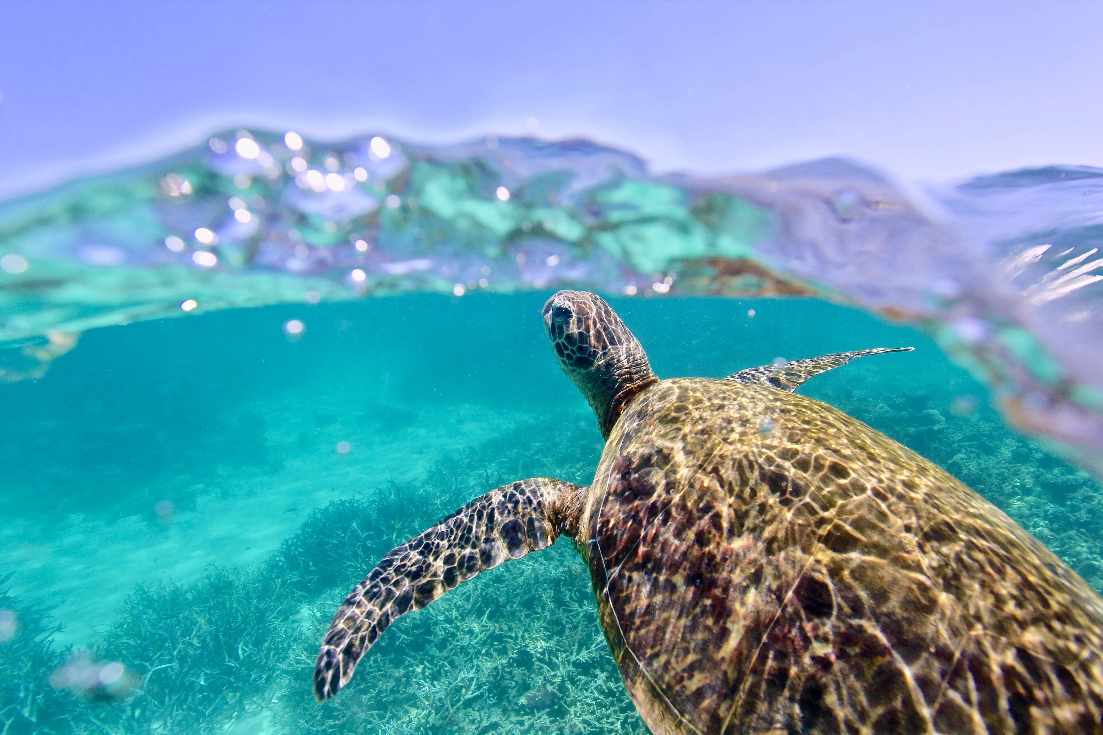 Coral reef and marine life in the Andaman Islands