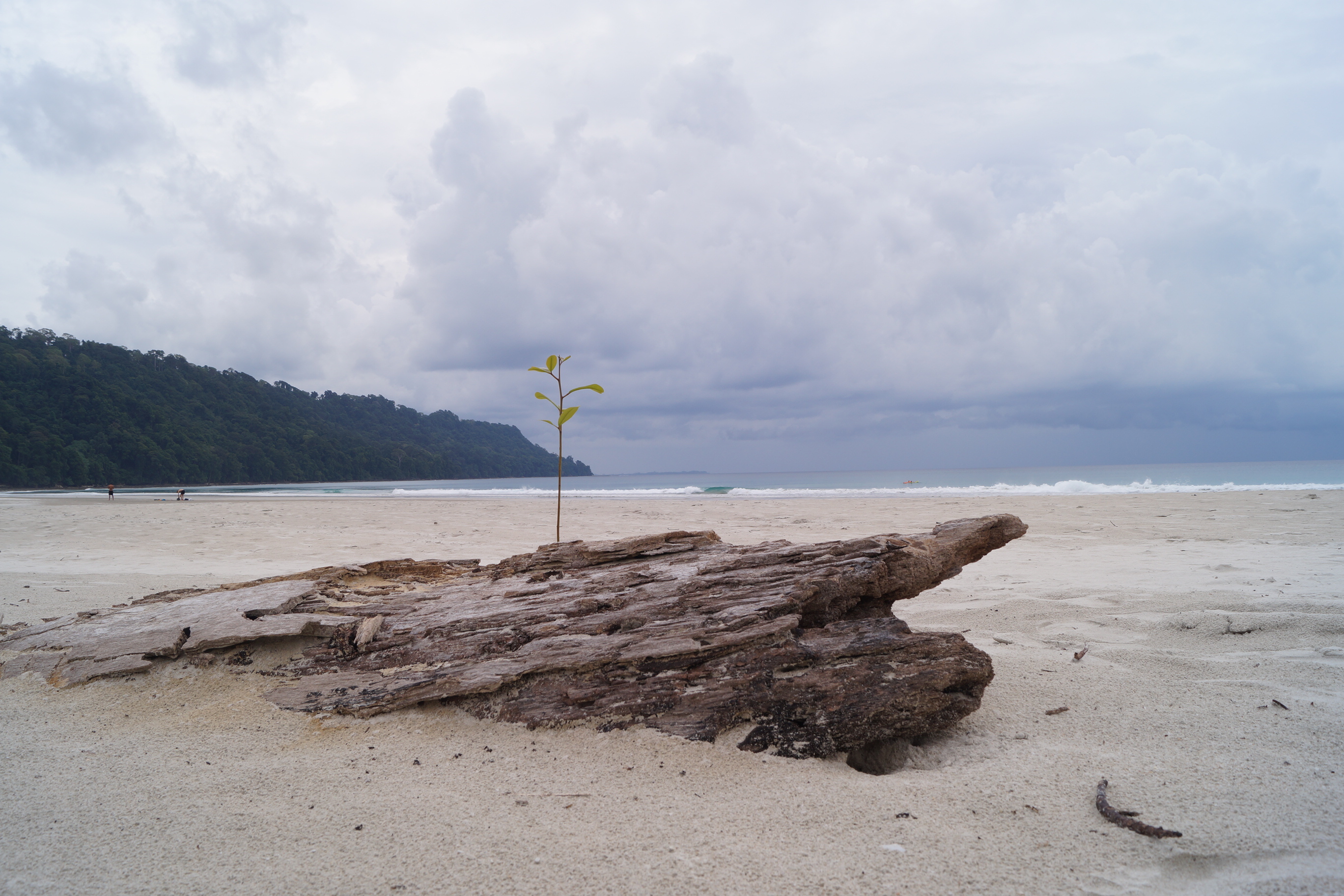 Coral reef and marine life in the waters of Havelock, Andaman