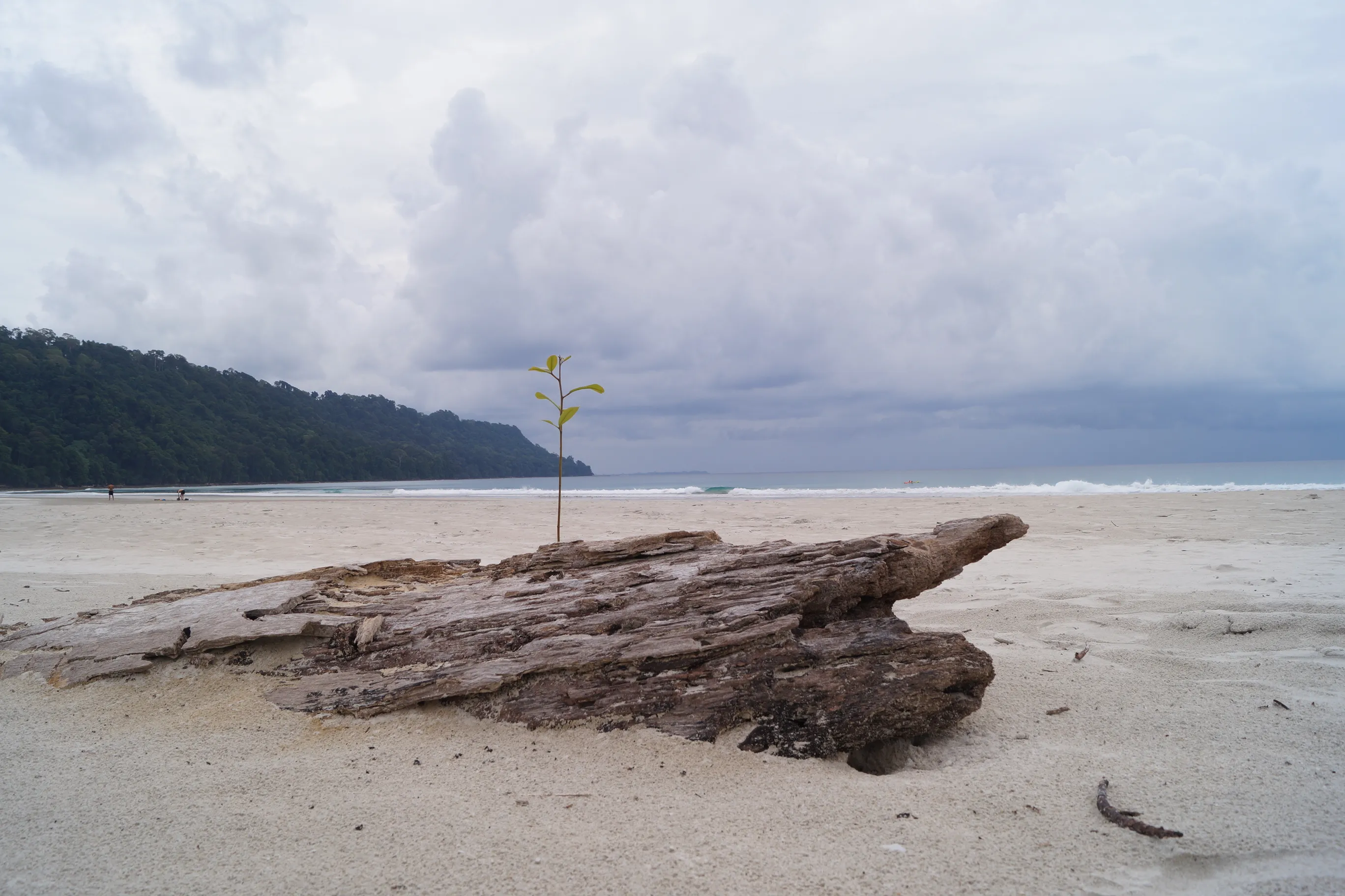 Coral reef and marine life in the Andaman Islands