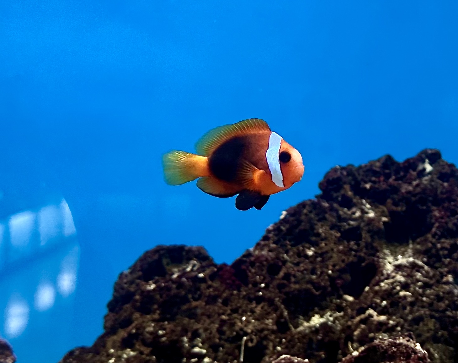 Coral reef and marine life in the waters of Havelock, Andaman