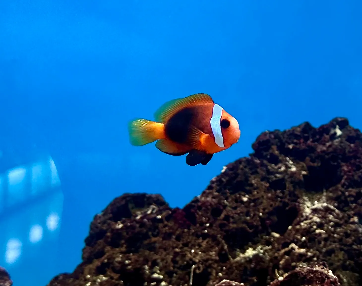 Coral reef and marine life in the Andaman Islands