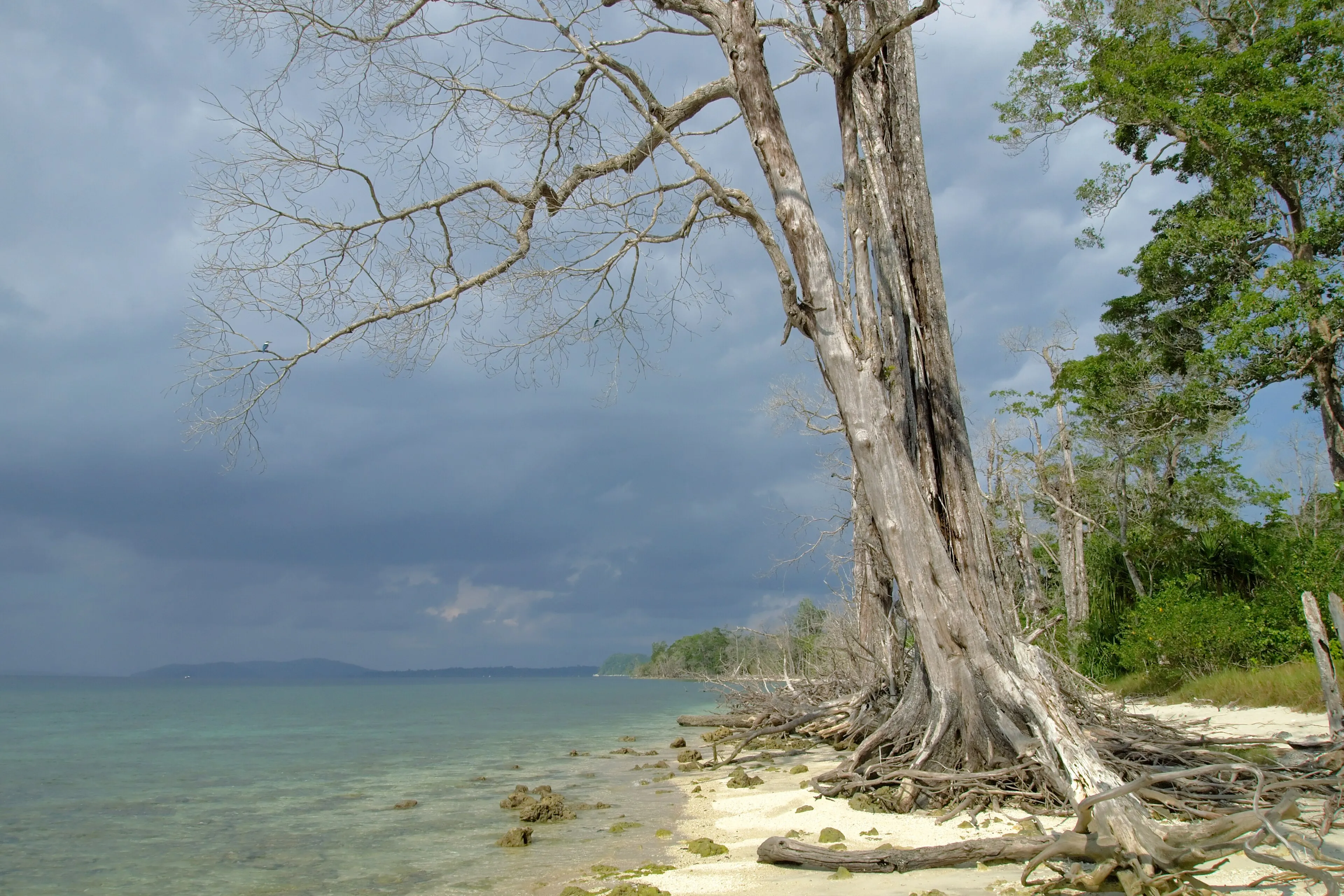 Coral reef and marine life in the Andaman Islands