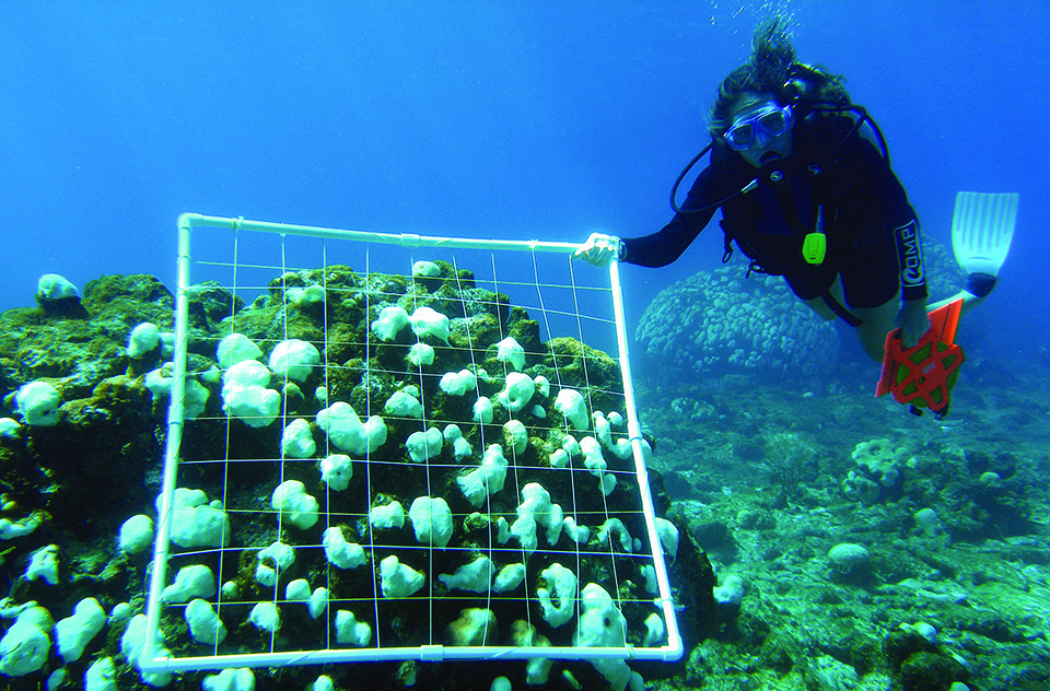 Coral reef and marine life in the waters of Havelock, Andaman