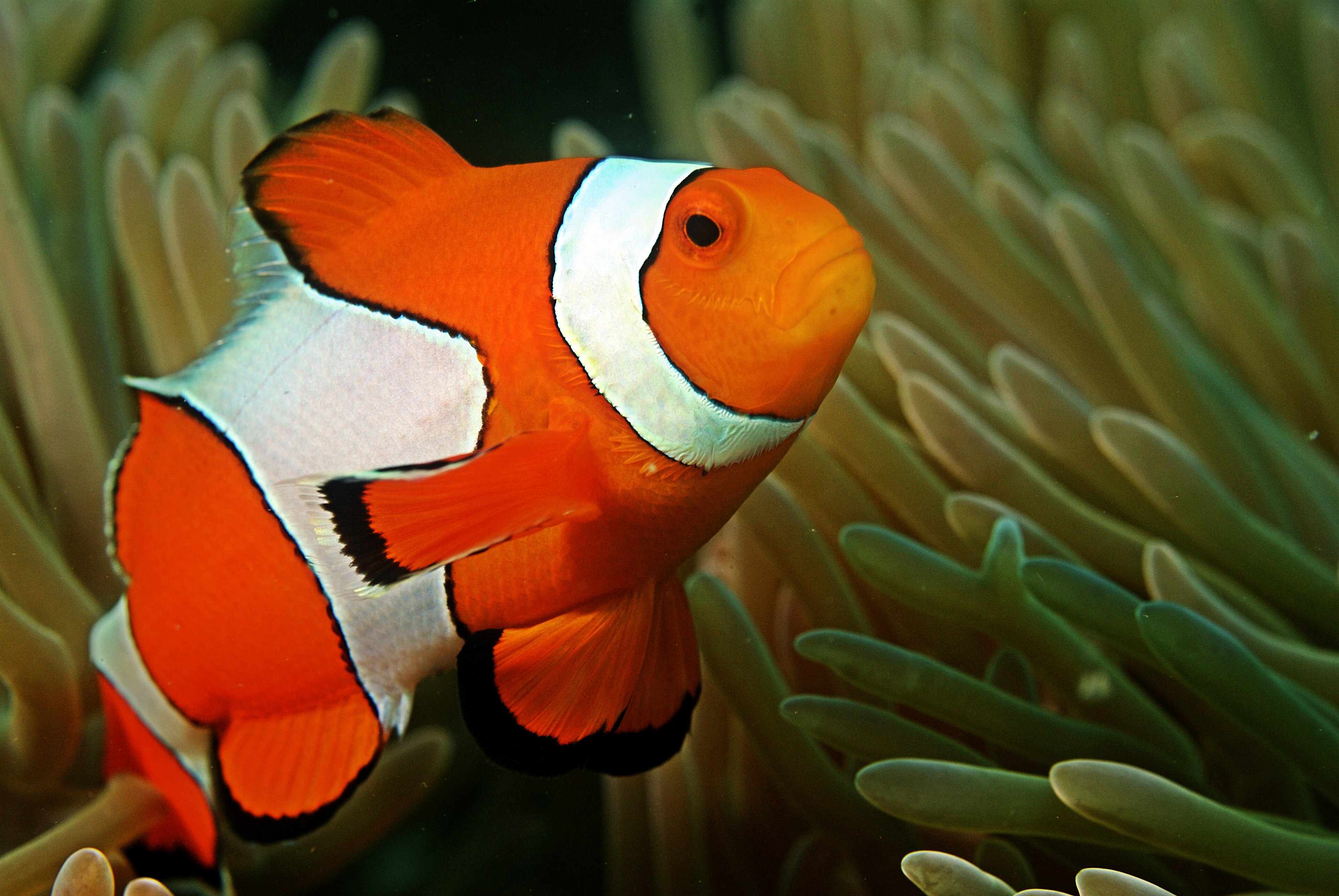 Coral reef and marine life in the waters of Havelock, Andaman