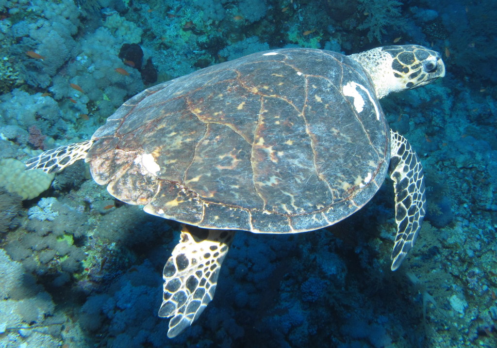 Coral reef and marine life in the waters of Havelock, Andaman