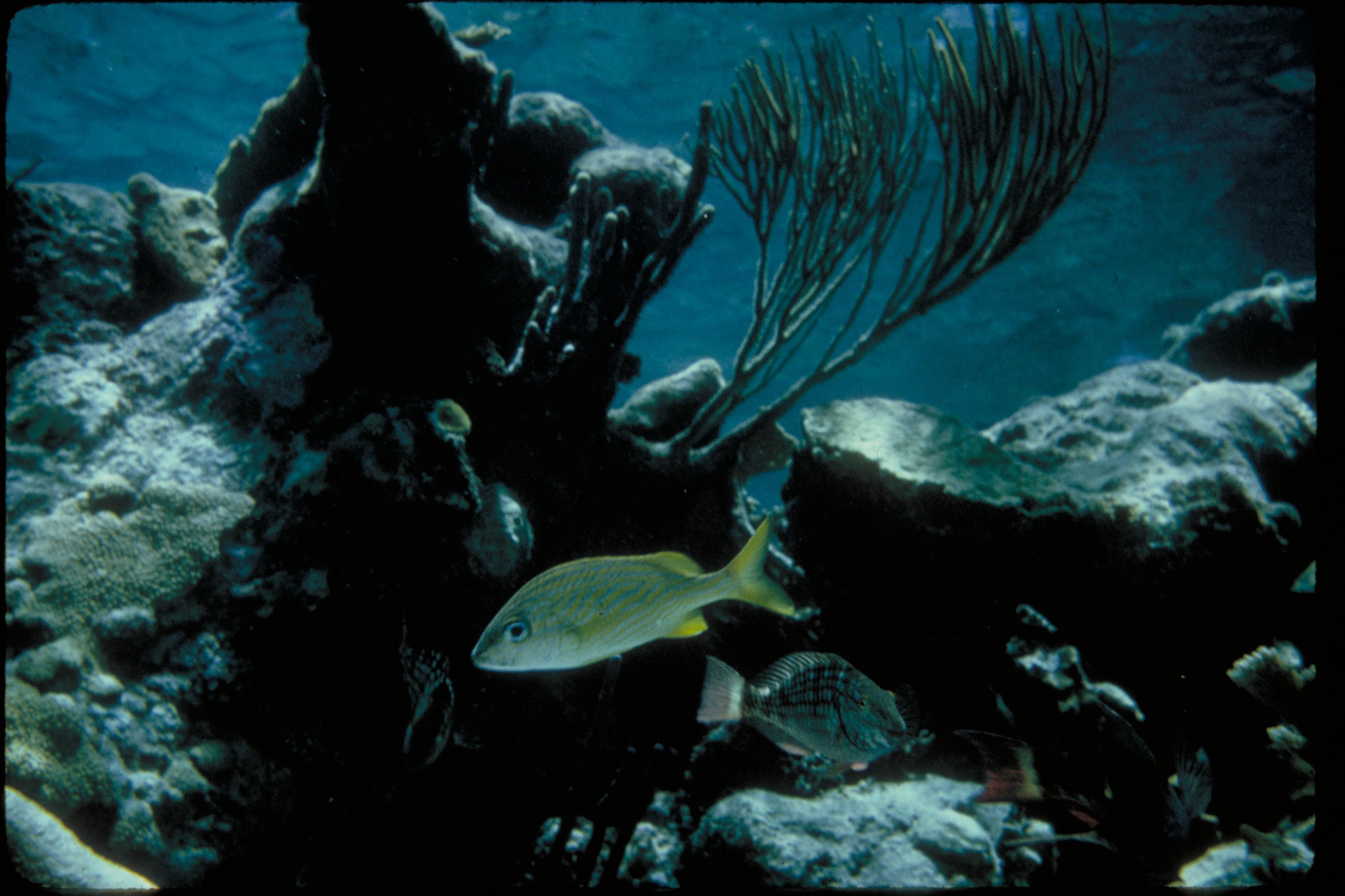 Coral reef and marine life in the waters of Havelock, Andaman