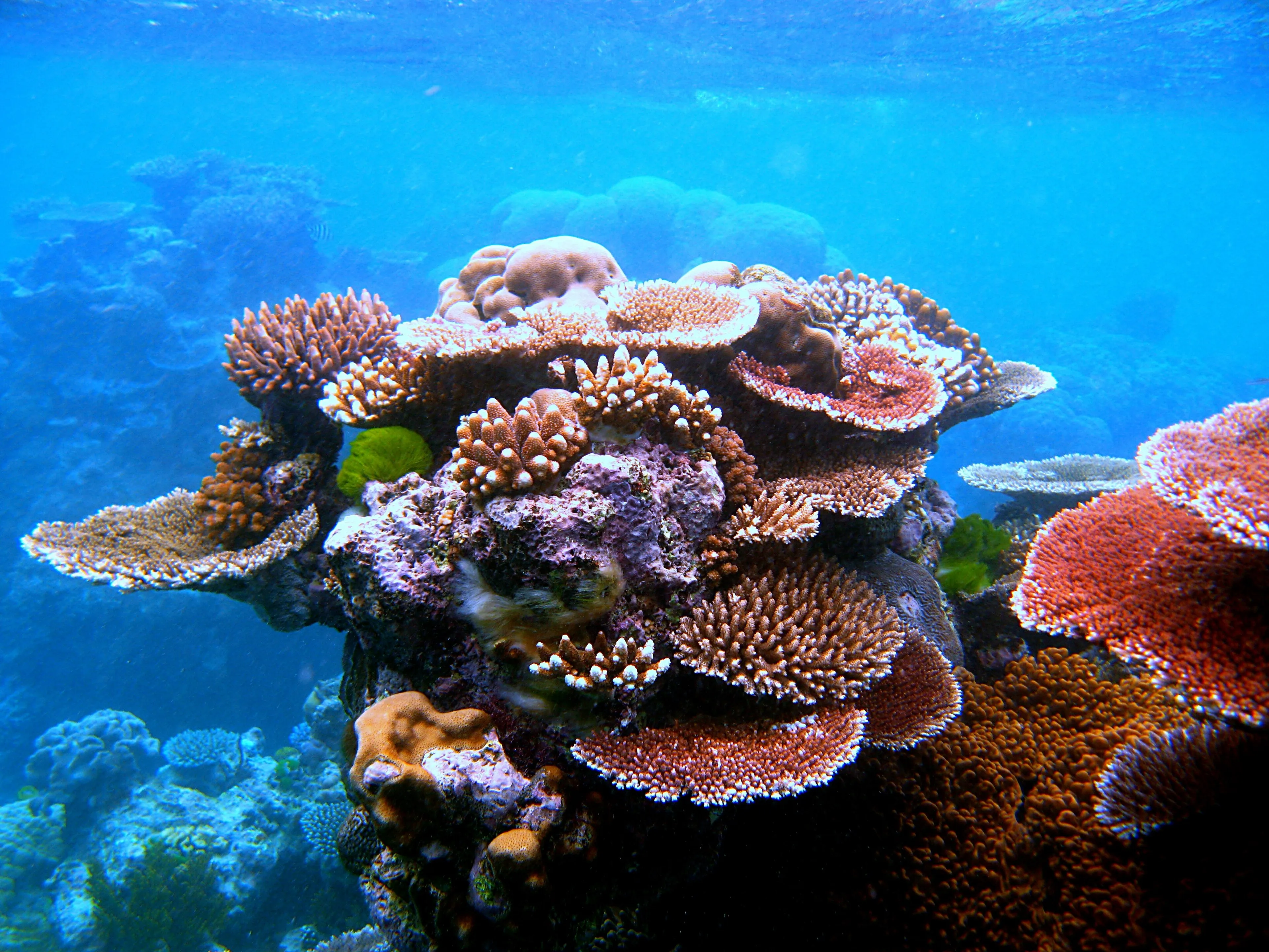 Pool DSD in Havelock Island — scuba diving in Havelock Island, Andaman