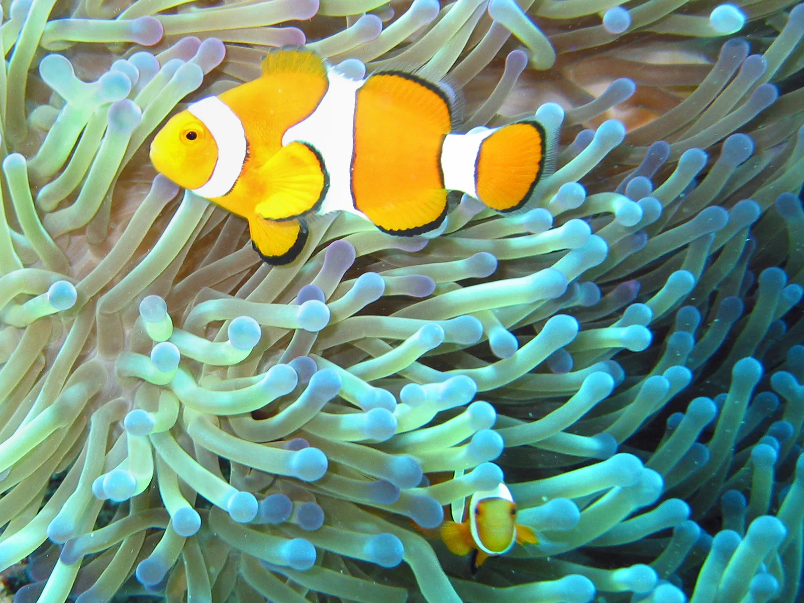 Snorkelling At Neil Island By Boat — scuba diving in Neil Island, Andaman